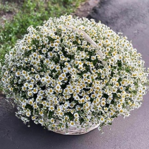 Композиция в корзине из 151 ромашки в Пущино