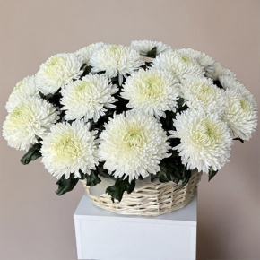 Композиция в корзине из 25 хризантем Магнум в Пущино