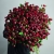 Монобукет из 75 кустовых роз Марун (70 см) в Пущино