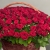 Композиция в корзине из 151 красной розы в Пущино