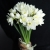 Букет из 25 нарциссов в Пущино Букет из 25 нарциссов в Пущино